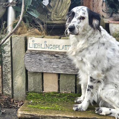 Ein gescheckter Hund sitzt auf einer Holzbank mit der Aufschrift "Lieblingsplatz".